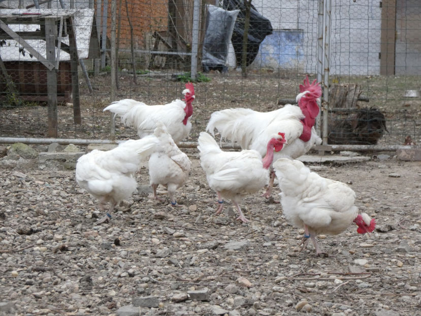 P1020011 - Matca 2019