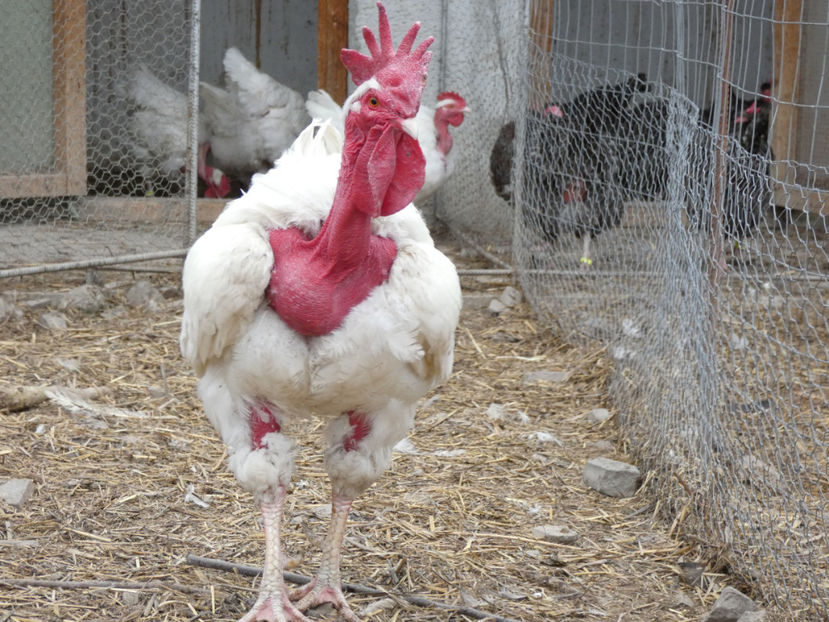 P1020019 - Matca 2019