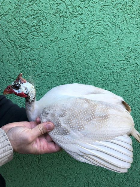 Ultima fitza - Matca 2019