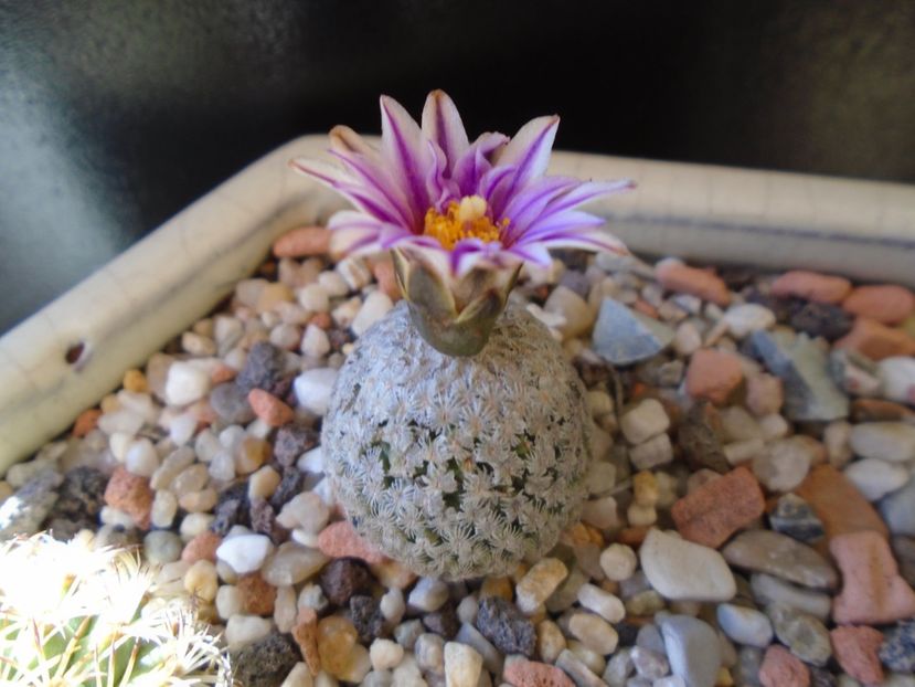 Turbinicarpus valdezianus, MM 96 Tecolotes, Zac. - Cactusi 2019