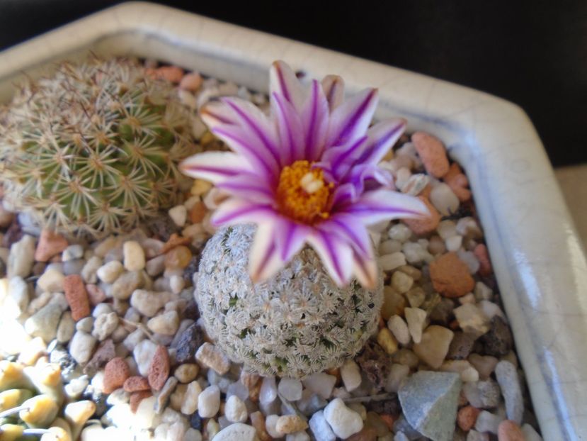 Turbinicarpus valdezianus, MM 96 Tecolotes, Zac. - Cactusi 2019