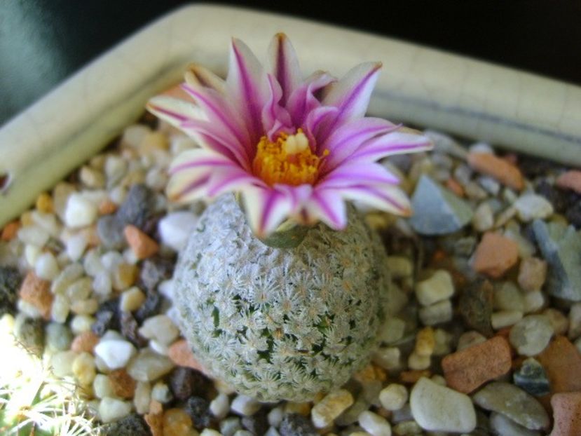 Turbinicarpus valdezianus, MM 96 Tecolotes, Zac. - Cactusi 2019