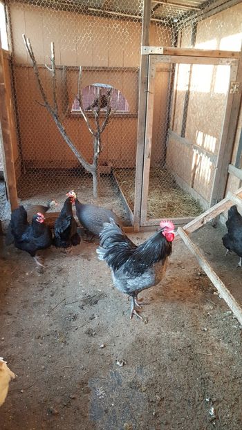  - Gaini Australorp