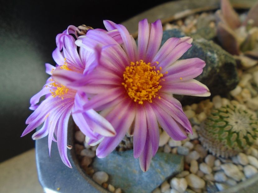 Turbinicarpus pseudopectinatus - Cactusi 2019