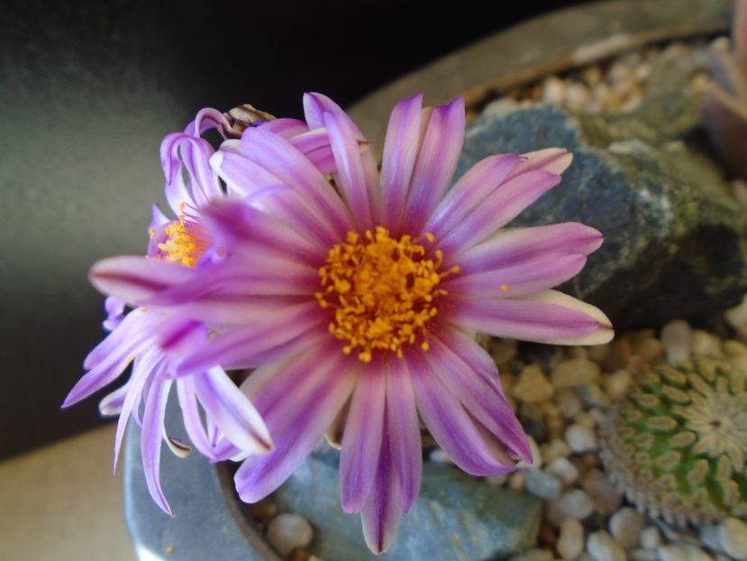Turbinicarpus pseudopectinatus - Cactusi 2019
