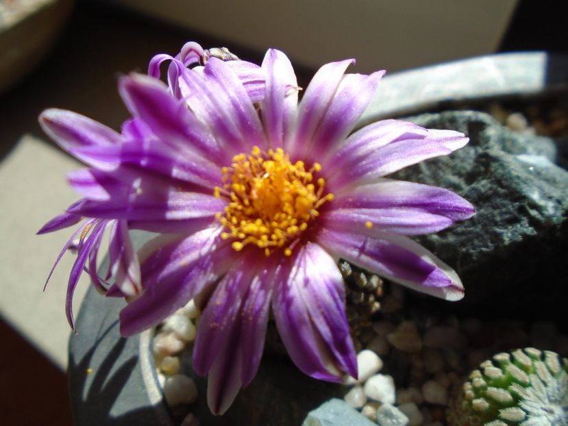 Turbinicarpus pseudopectinatus - Cactusi 2019