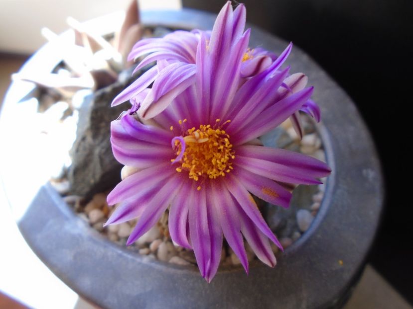 Turbinicarpus pseudopectinatus - Cactusi 2019