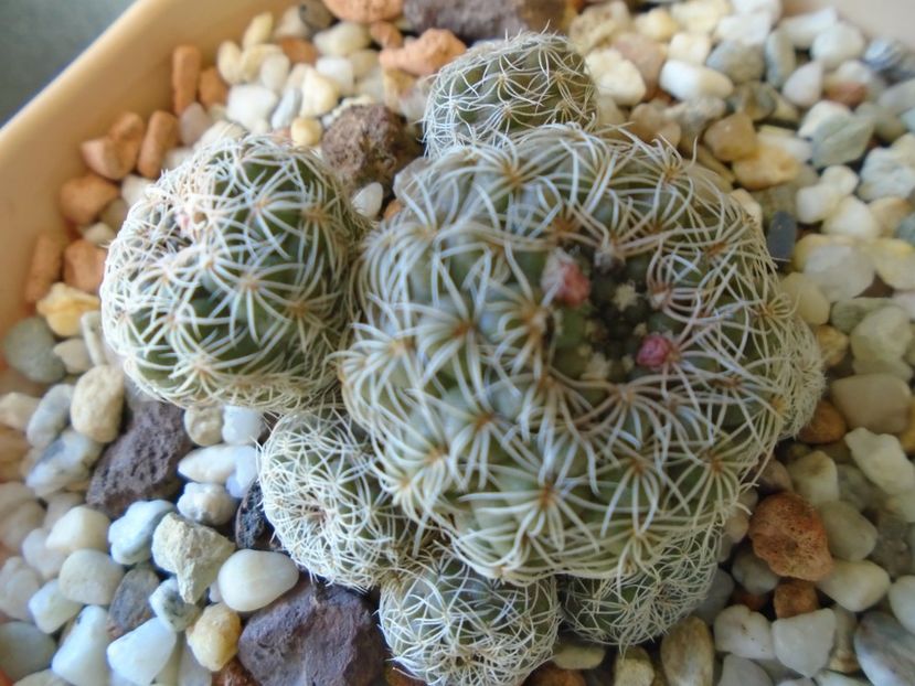 Gymnocalycium bruchii - Cactusi 2019 Gymnocalycium