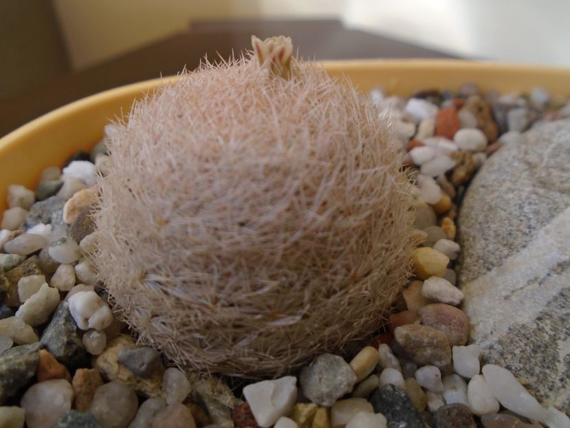 Mammillaria lasiacantha FR 758 - Cactusi 2019