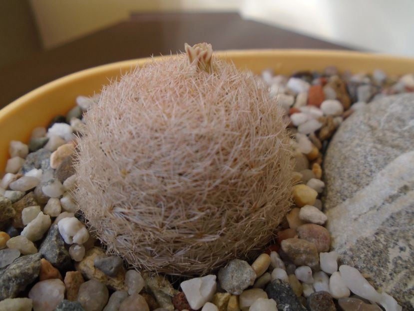 Mammillaria lasiacantha FR 758 - Cactusi 2019