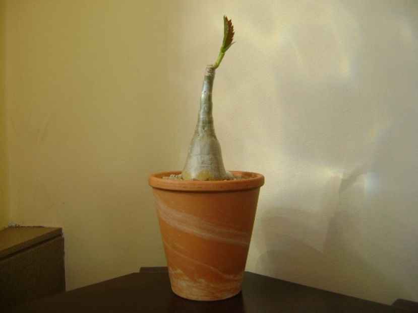 Cyphostemma juttae - Caudiciforme si bulbi 2019