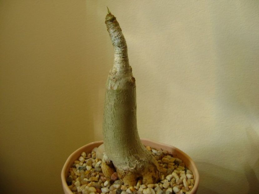 Adenium Thai socotranum "Golden Crown" - Caudiciforme si bulbi 2019