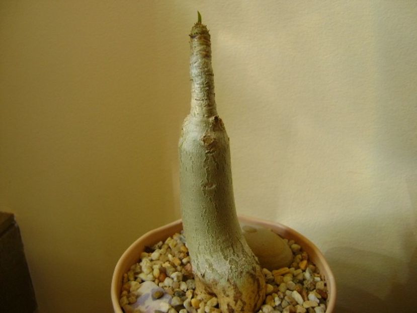 Adenium Thai socotranum "Golden Crown" - Caudiciforme si bulbi 2019