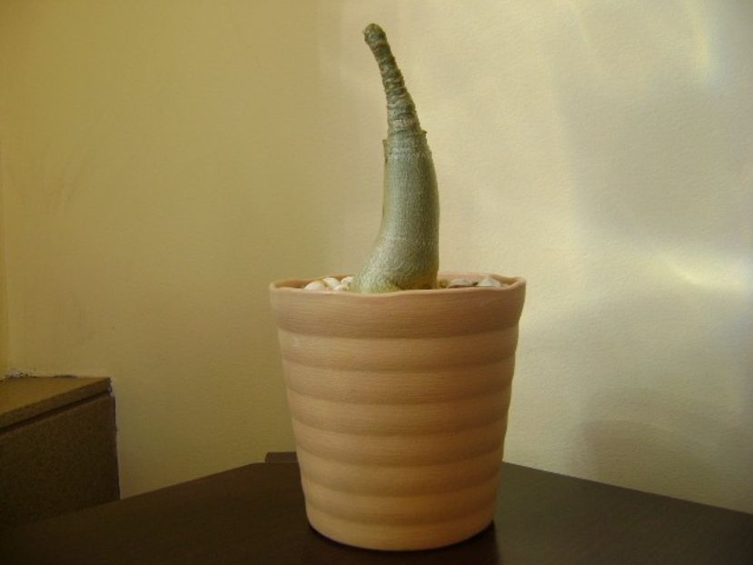 Adenium arabicum "Black Pearl" - Caudiciforme si bulbi 2019