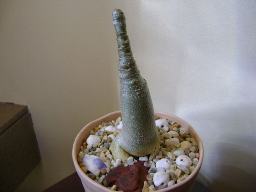 Adenium arabicum "Black Pearl" - Caudiciforme si bulbi 2019