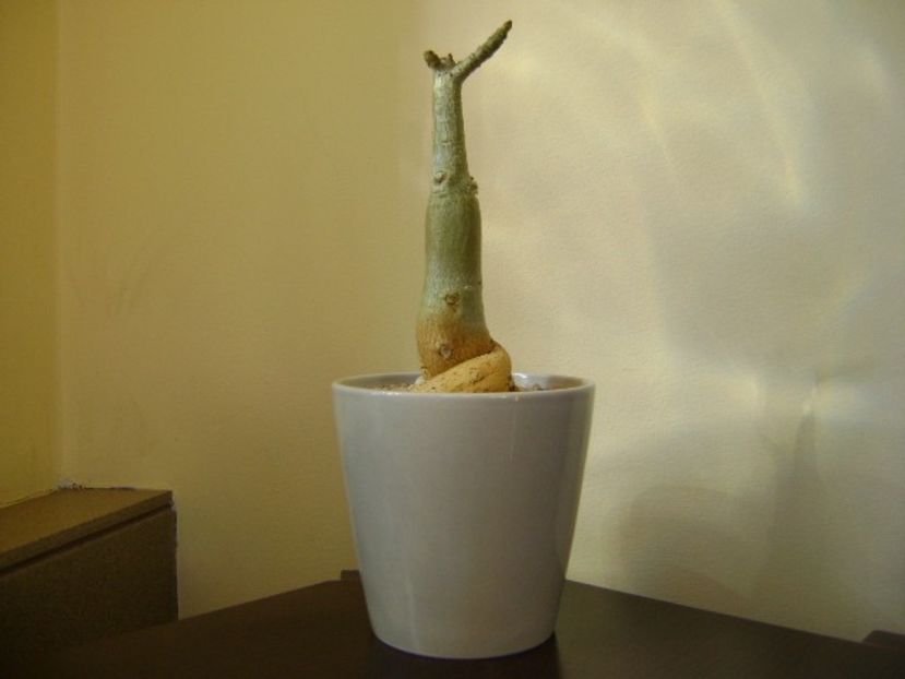 Adenium somalense - Caudiciforme si bulbi 2019