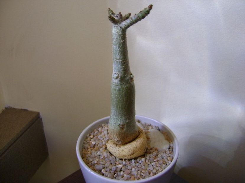 Adenium somalense - Caudiciforme si bulbi 2019