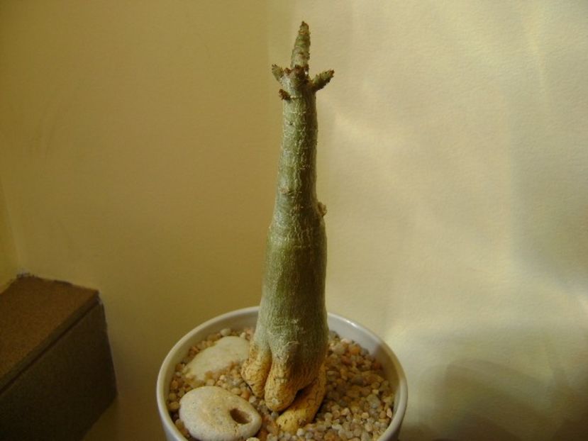 Adenium somalense - Caudiciforme si bulbi 2019