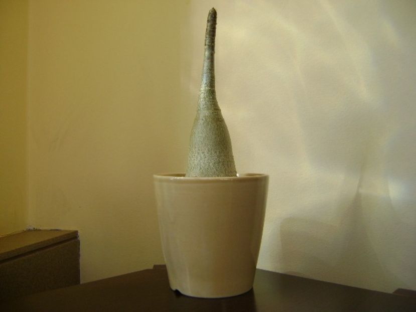 Adenium arabicum "Tiny Ding-dong" - Caudiciforme si bulbi 2019