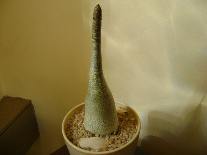 Adenium arabicum "Tiny Ding-dong" - Caudiciforme si bulbi 2019
