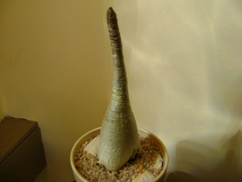 Adenium arabicum "Tiny Ding-dong" - Caudiciforme si bulbi 2019
