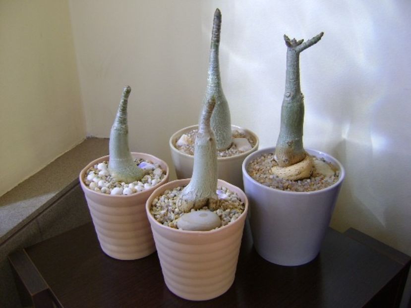 Grup de 4 Adenium - Caudiciforme si bulbi 2019