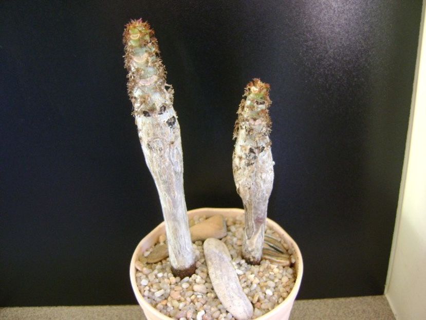 Jatropha podagrica - Caudiciforme si bulbi 2019