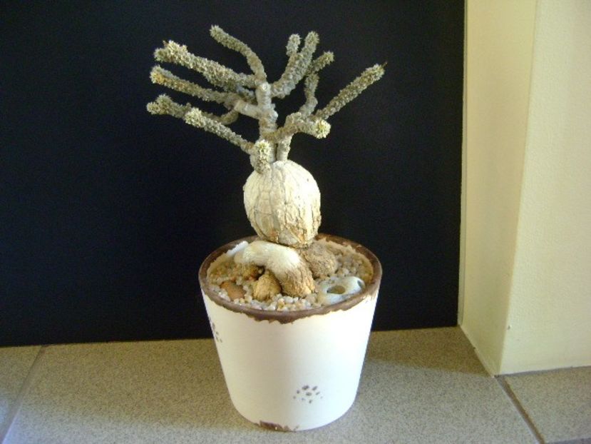 Euphorbia suzannae-marnierae - Caudiciforme si bulbi 2019