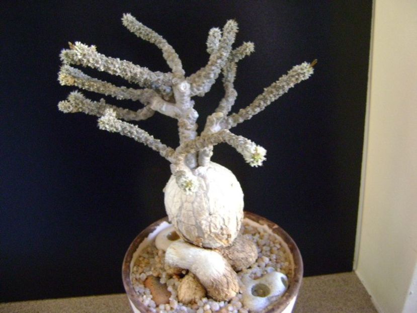 Euphorbia suzannae-marnierae - Caudiciforme si bulbi 2019