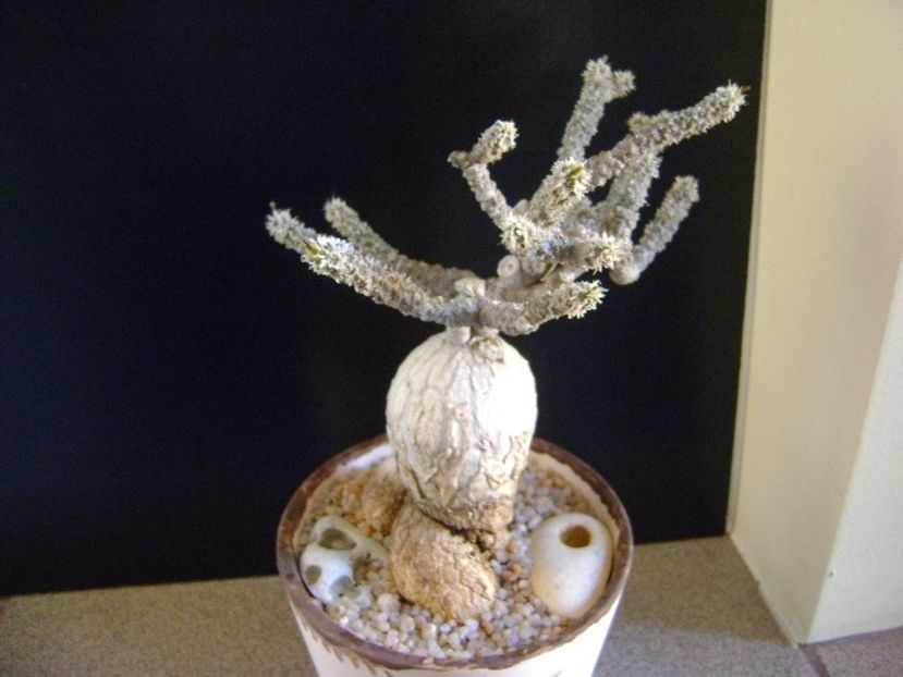 Euphorbia suzannae-marnierae - Caudiciforme si bulbi 2019
