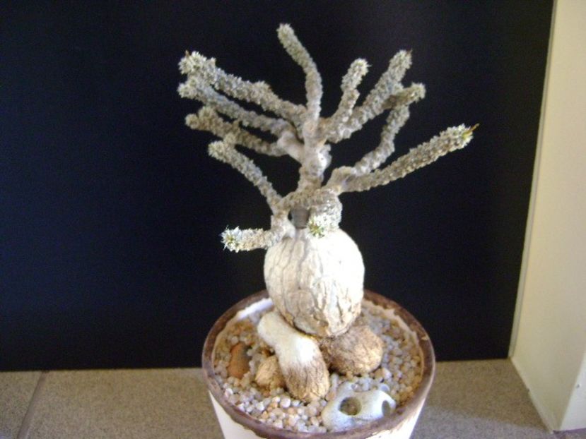 Euphorbia suzannae-marnierae - Caudiciforme si bulbi 2019