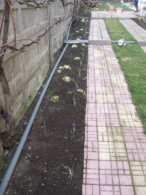  - Flori de gradina 2019