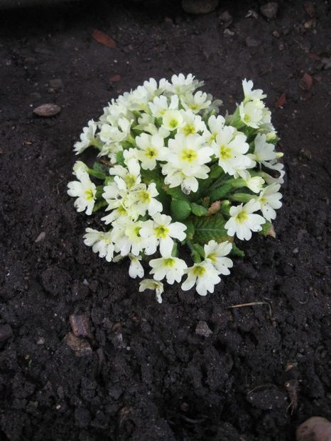  - Flori de gradina 2019