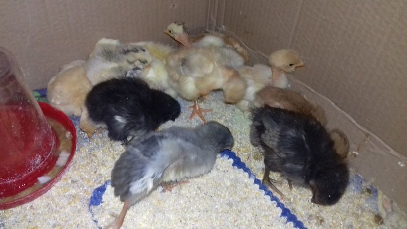 Prima serie - Pui 2019