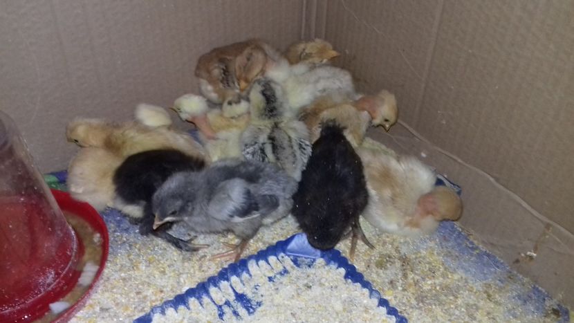 Prima serie - Pui 2019