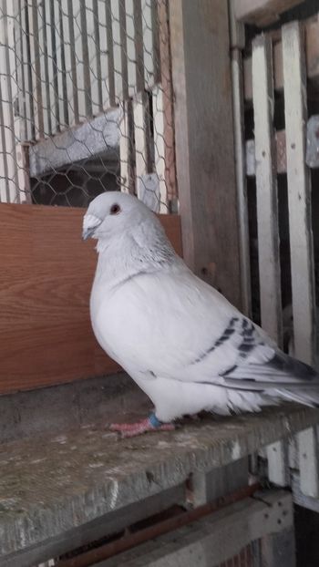  - 9masculi azur matca 2022