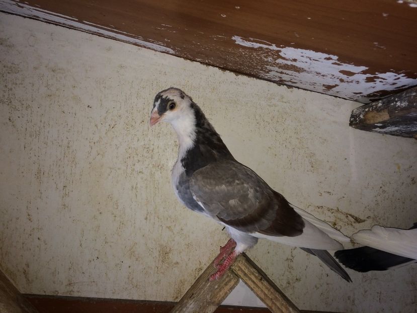  - 02 de prin volieră