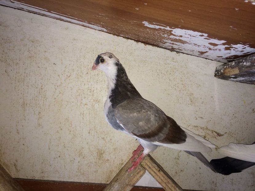  - 02 de prin volieră