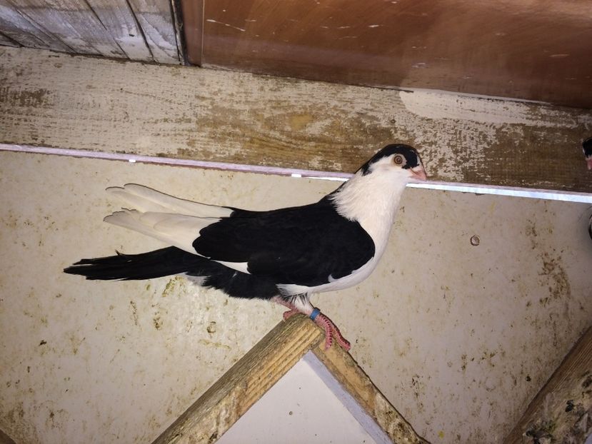  - 02 de prin volieră