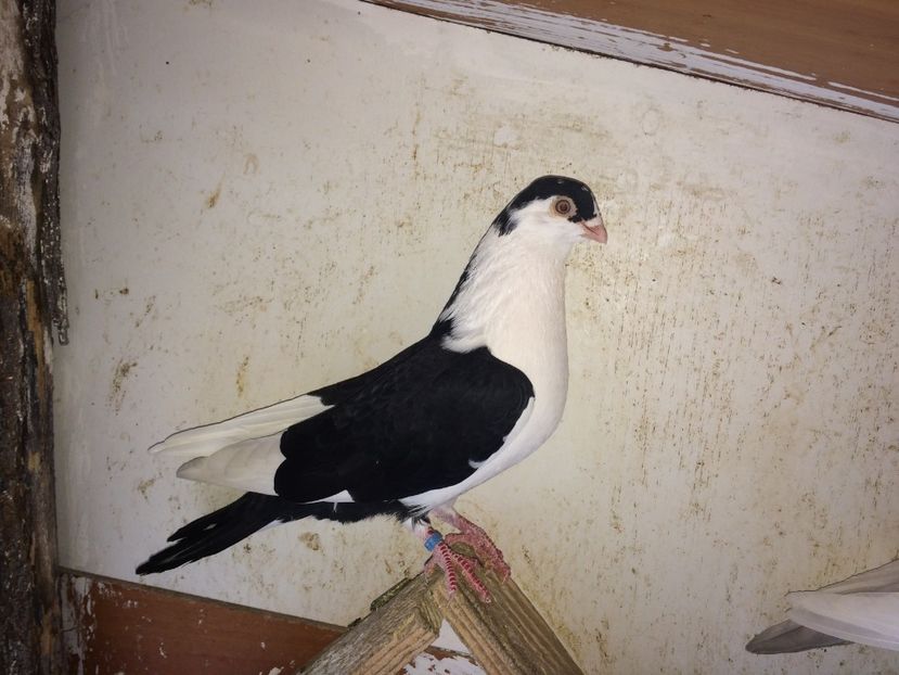  - 02 de prin volieră