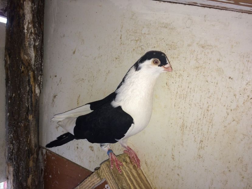  - 02 de prin volieră