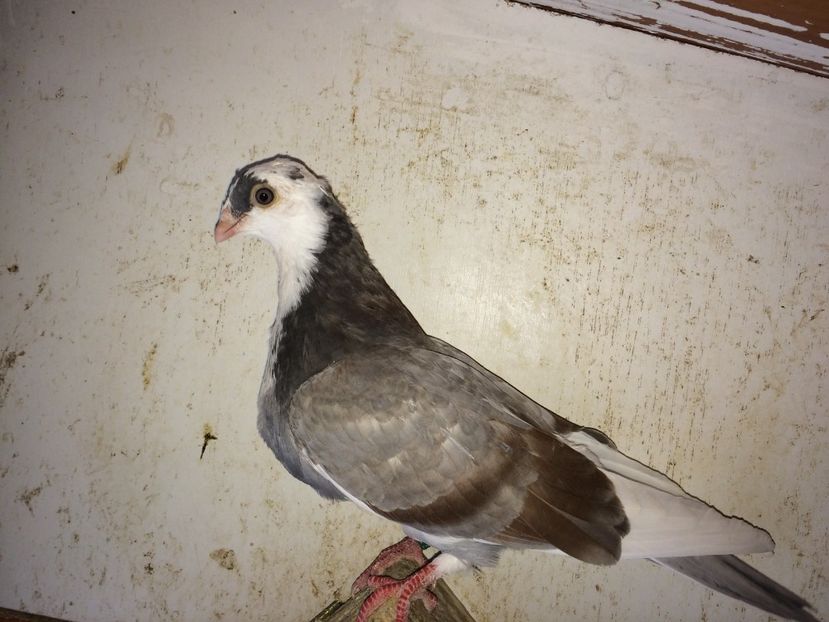  - 02 de prin volieră