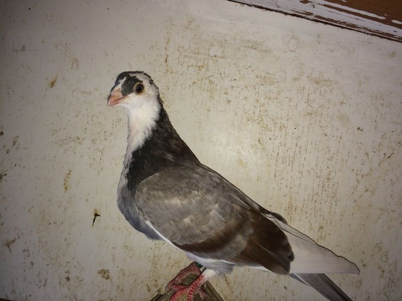  - 02 de prin volieră