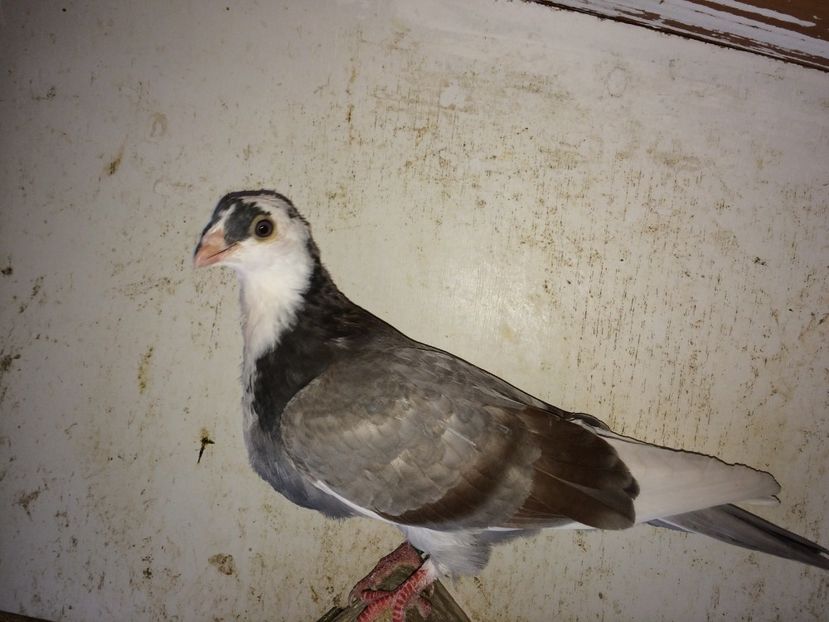  - 02 de prin volieră