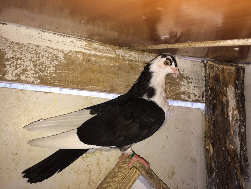  - 02 de prin volieră