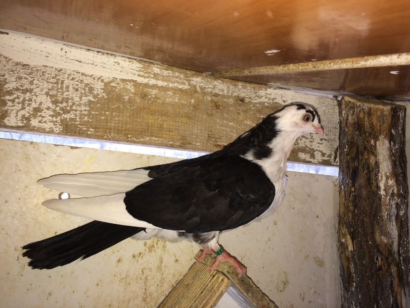  - 02 de prin volieră