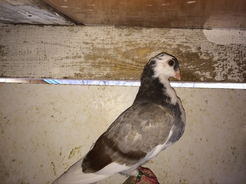  - 02 de prin volieră