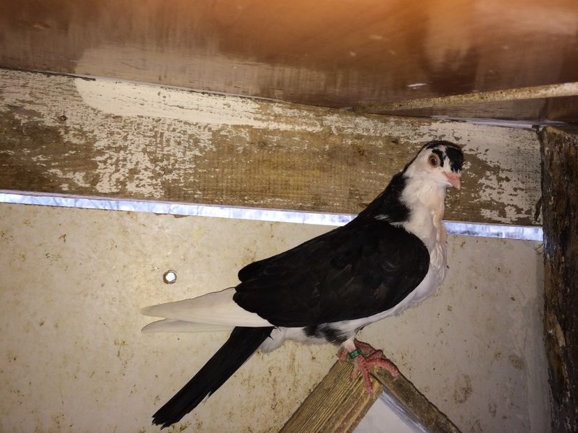  - 02 de prin volieră