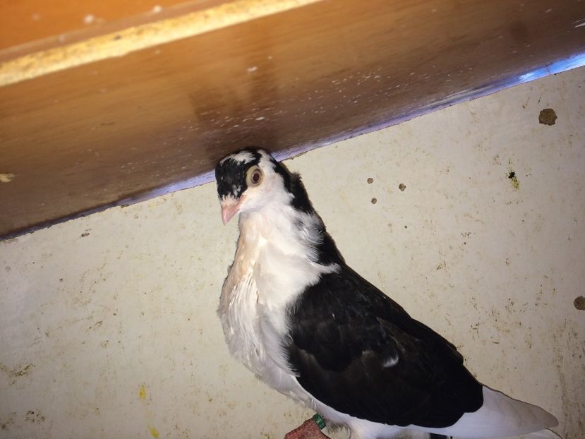  - 02 de prin volieră