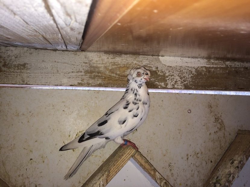  - 02 de prin volieră